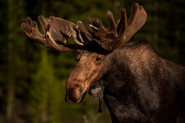 istock Colorado Bull Moose 1222783222