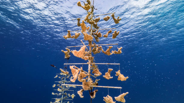 zeegezicht in turquoise water van koraalrif in caraïbische zee / curaçao met koraalkwekerij van elkhorn coral - acropora palmata stockfoto's en -beelden