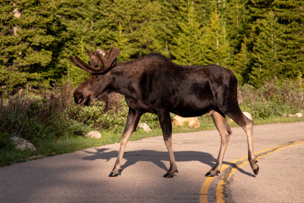 Colorado Bull Moose stock photo