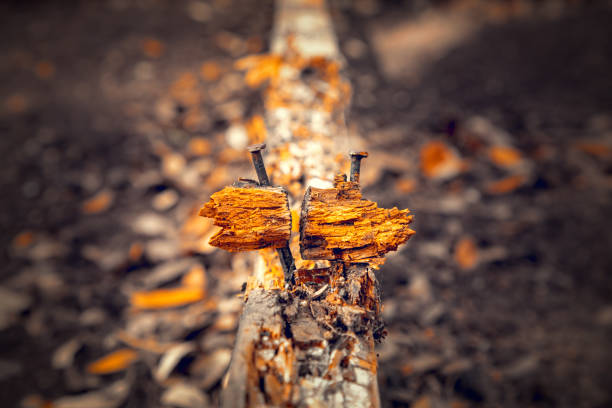 Two rusty nails standing strong between rotted wood.