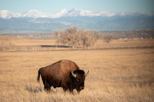 Bison along the front range of the Colorado plains at the Rocky Mountain Arsenal National Wildlife refuge.