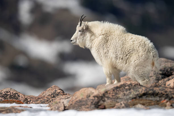 istock Colorado Mountain Goat 1222786416