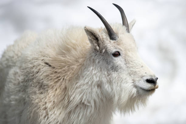 istock Colorado Mountain Goat 1222786429