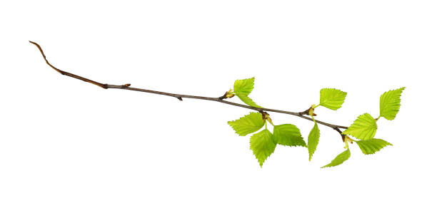 istock Twig of birch with spring small green leaves 1222786660