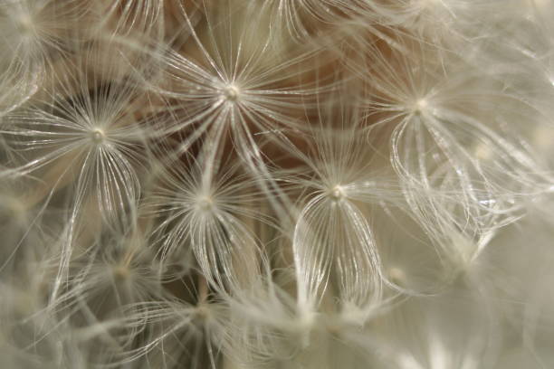 istock Dandelion seeds close-up 1222786753