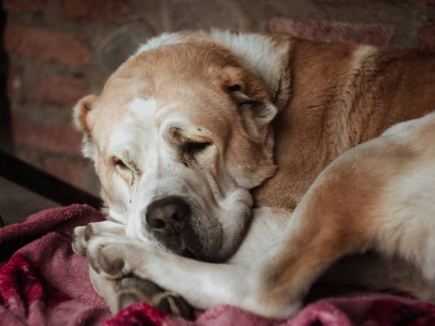 istock Central Asian Shepherd Dog. Alabai portrait 1222787359