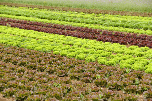 Fresh salad in the field