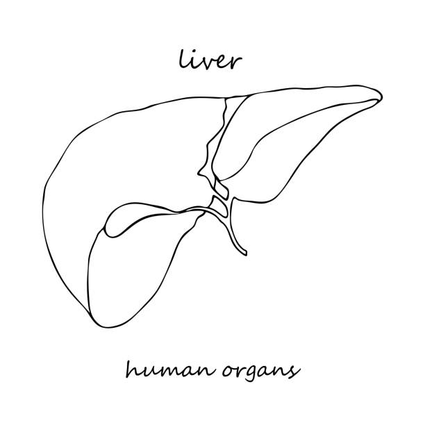 Liver. Realistic hand-drawn icon of human internal organs. Line art. Sketch style. Design concept for your medical projects post viral rehabilitation posters, tattoos. Liver. Realistic hand-drawn icon of human internal organs. Line art. Sketch style. Design concept for your medical projects post viral rehabilitation posters, tattoos. Vector illustration. drug addiction tattoos stock illustrations
