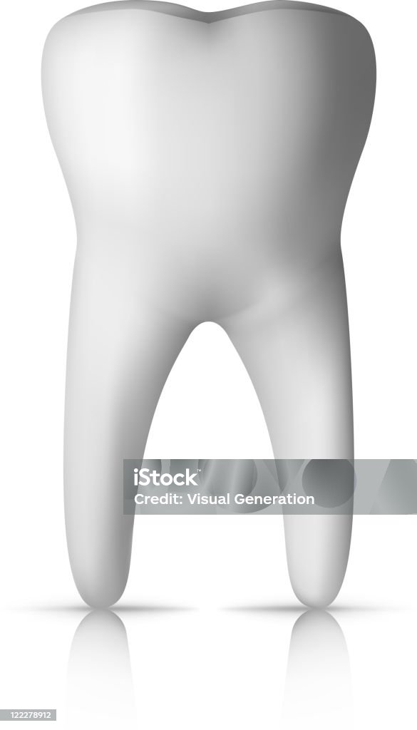 Molar Tooth  Anatomy stock vector