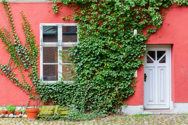istock ivy covered house with a red wall 1222790530