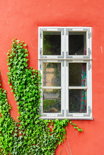 picture of an ivy covered house with a red wall