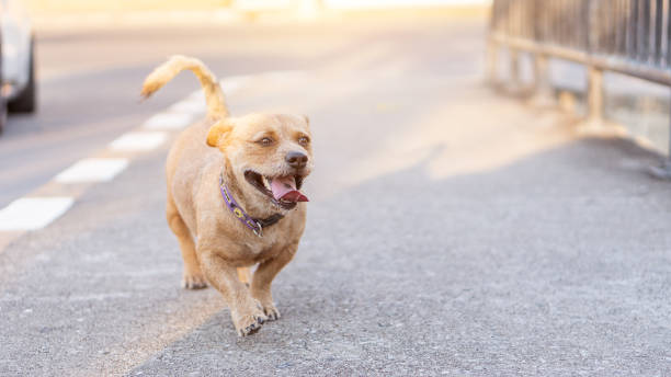 istock Brown haired dog that runs on the ground with fun. 1222790848