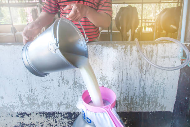 Close up of farmer's hand holding bottle with iodine on cow's udder for disinfection and care