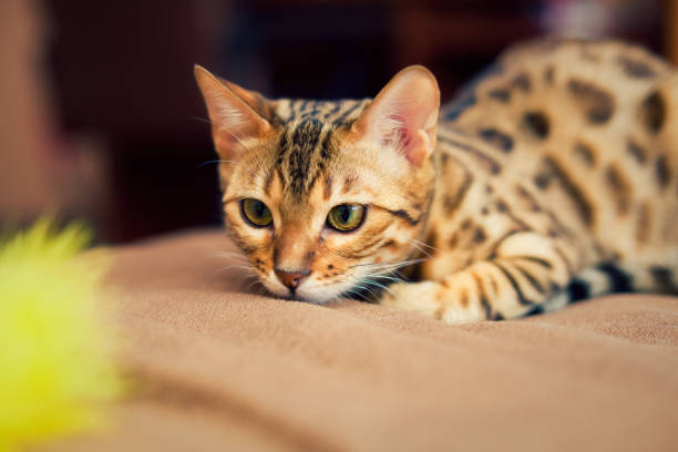 istock beautiful bengal cat playing with toy 1222792707