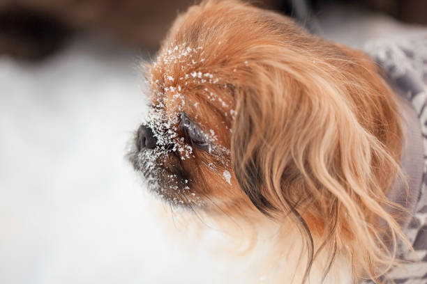 little pekingese face in the snow