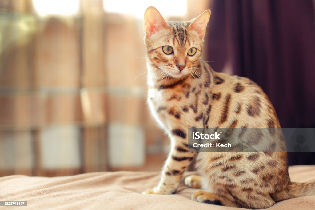 beautiful bengal cat sitting on a bed and turning round Bengal Cat - Purebred Cat Stock Photo