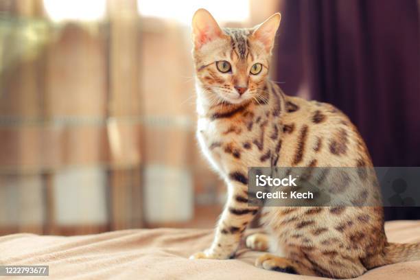 Beautiful Bengal Cat Sitting On A Bed And Turning Round Stock Photo - Download Image Now