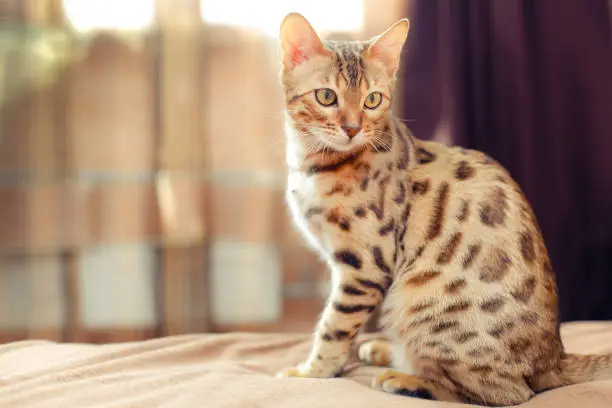 Photo of beautiful bengal cat sitting on a bed and turning round