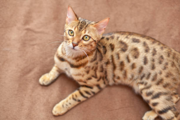 istock beautiful bengal cat lying on a bed and looking up 1222793678