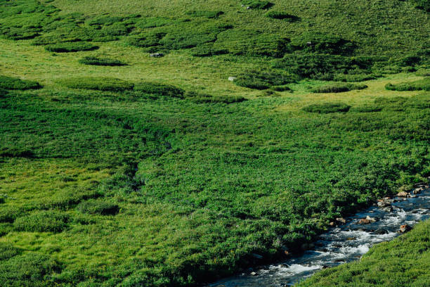River in green hills. Swift stream in green meadow