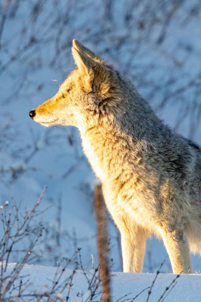 istock Coyote hunting in the snow 1222794274