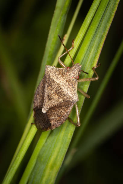 istock Portrait of a young stink bug resting on a plant 1222795092