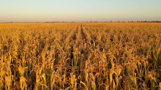 istock Aerial drone photo showing severe drought conditions affecting the corn crop fields 1222795536