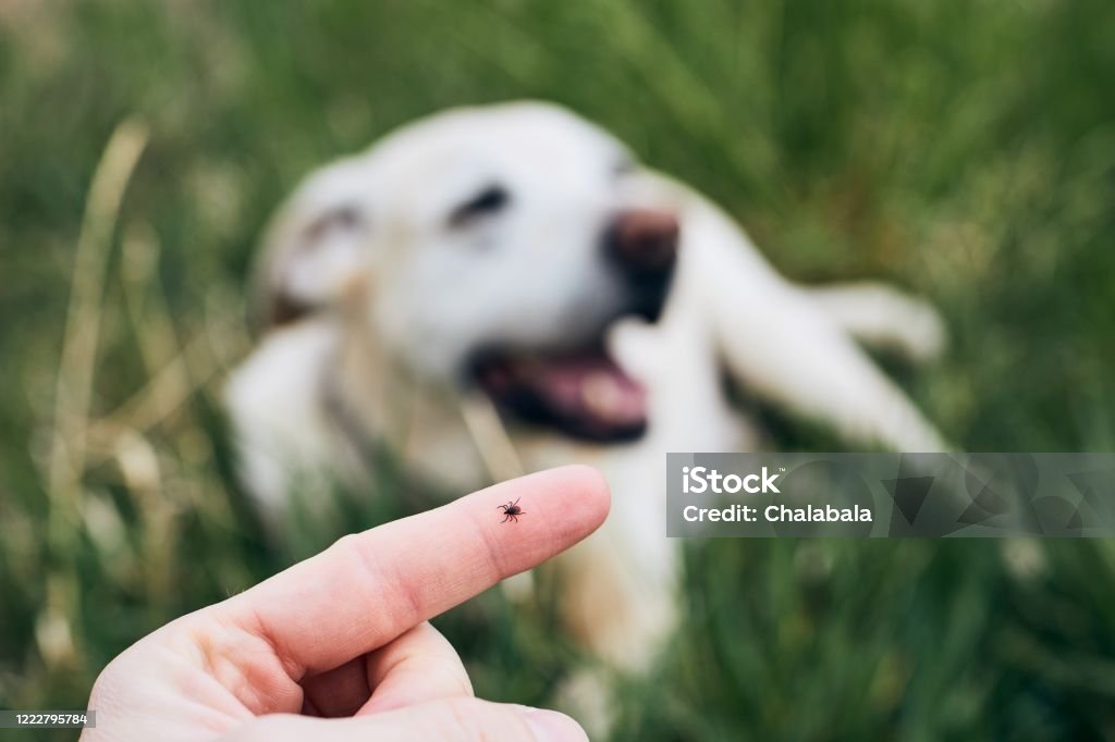 Tick on human finger against dog Close-up view of tick on human finger against dog lying in grass. Tick - Animal Stock Photo