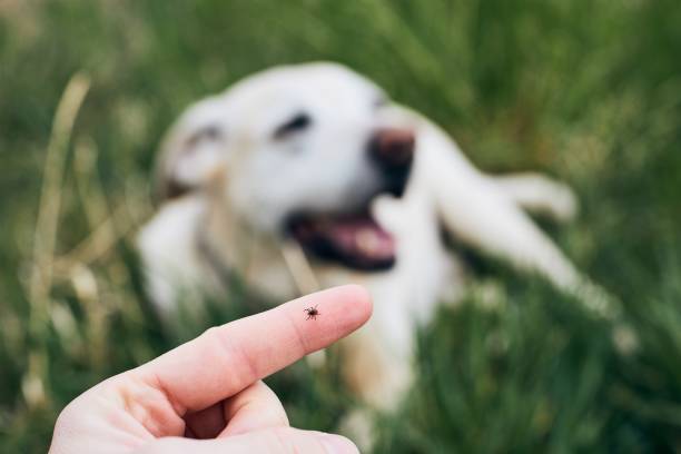 Tick on human finger against dog Close-up view of tick on human finger against dog lying in grass. canine stock pictures, royalty-free photos & images