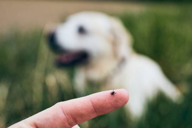 zaznaczyć na ludzkim palcu przeciwko psu - ectoparasite zdjęcia i obrazy z banku zdjęć