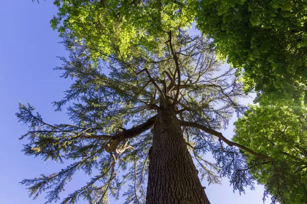 View of a treetops in gardens (France)