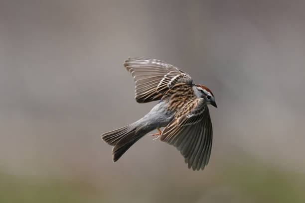 istock Chipping Sparrow in nature reserve 1222799951