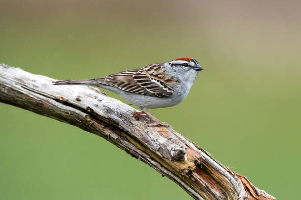 istock Chipping Sparrow in nature reserve 1222800011