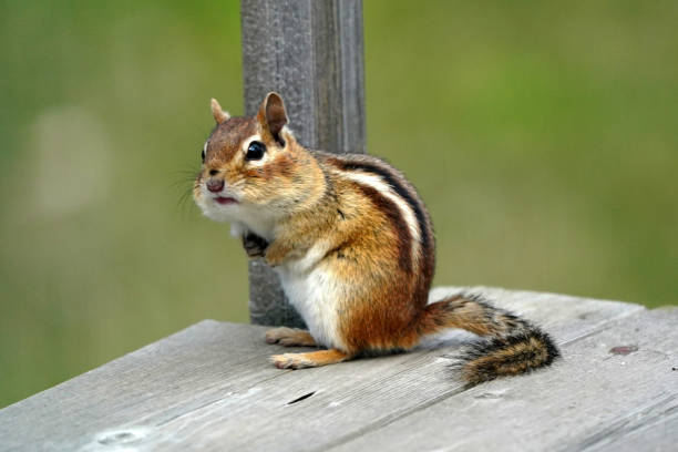 Chipmunk with full cheeks stuffed Chipmunk with full cheeks eating bird feeder spills flared nostril photos stock pictures, royalty-free photos & images
