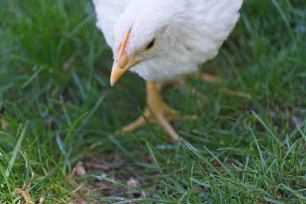 istock Young Chickens outdoors 1222800617