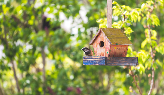 Close up of colorful wooden birdhouse hanging in the own garden, summertime