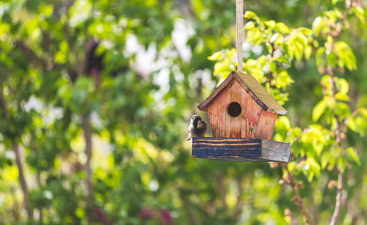 Close up of colorful wooden birdhouse hanging in the own garden, summertime