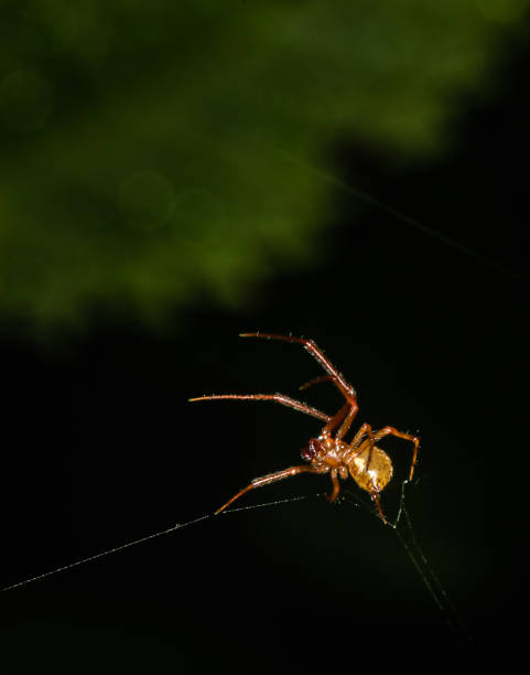 istock Close up of a marbled orbweaver spider working on its web 1222801382
