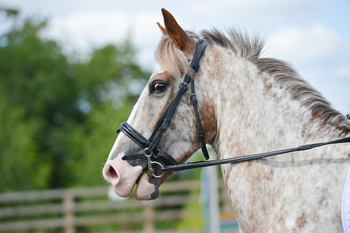 Close up headshot of speckled brown horse waiting to compete in a show jumping competition pulling a funny face and with a look of shock in its eye.