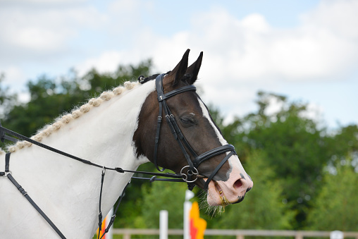 Close up shot of beautiful clipped and plaited brown and white horse nodding off to sleep as it waits to compete in a show jumping competition in Shropshire England UK