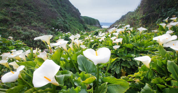 istock Calla Lily Valley at Garrapata State Park (Big Sur) 1222801638
