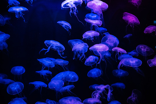 Blue illuminated jellyfish swimming in an aquarium.