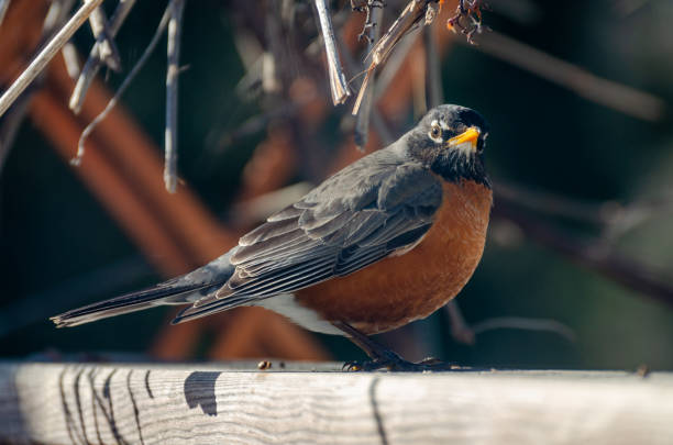 istock American Robin in the backyard in the springtime in Winnipeg, Manitoba 1222802367