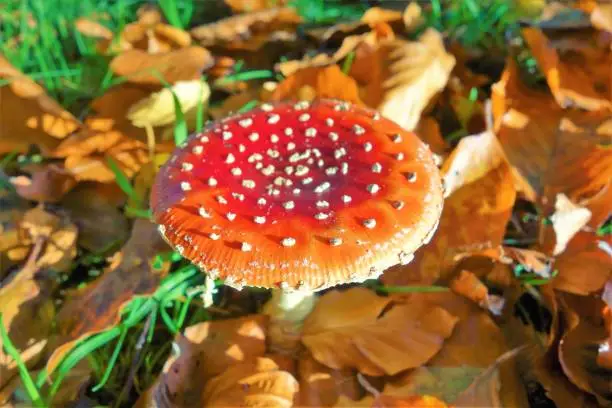 Close-up image of a fly agaric toadstool.