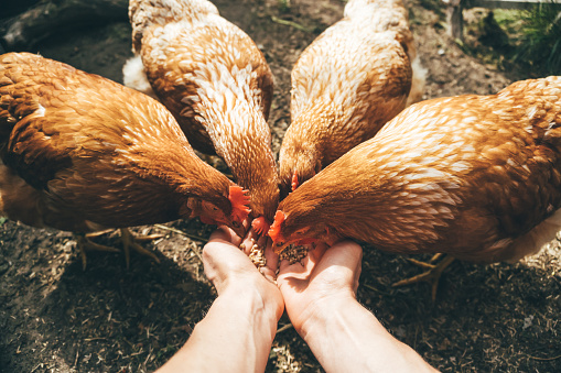 Imagen POV de manos femeninas alimentando gallinas rojas con grano, concepto de cultivo de aves de corral photo