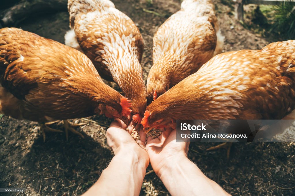 POV image of female hands feeding red hens with grain, poultry farming concept Chicken - Bird Stock Photo