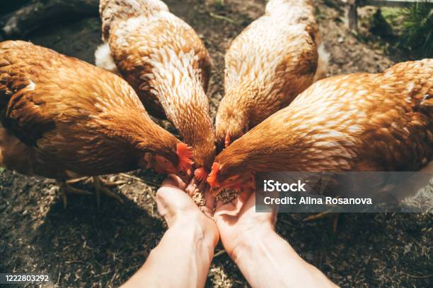 Pov Image Of Female Hands Feeding Red Hens With Grain Poultry Farming Concept Stock Photo - Download Image Now