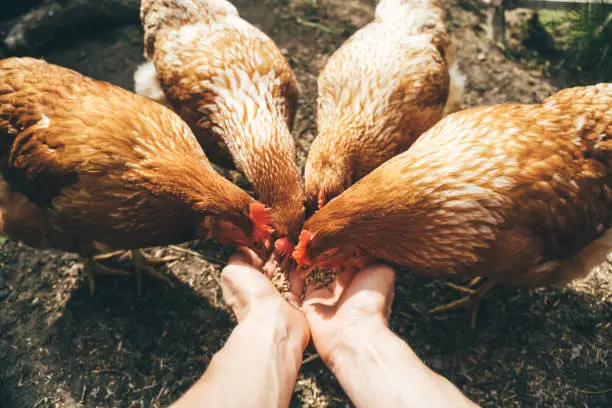 Photo of POV image of female hands feeding red hens with grain, poultry farming concept