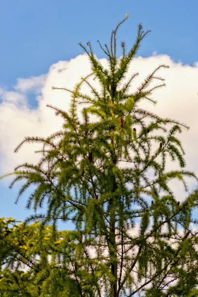 Cedrus deodara Aurea known as Deodar Cedar or Golden Himalayan Cedar in British park