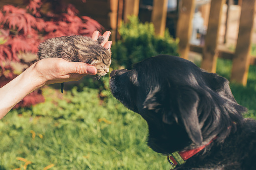 Little black dog kissing cute tabby kitten - human, cat and dog are together - concept of friendship and trust